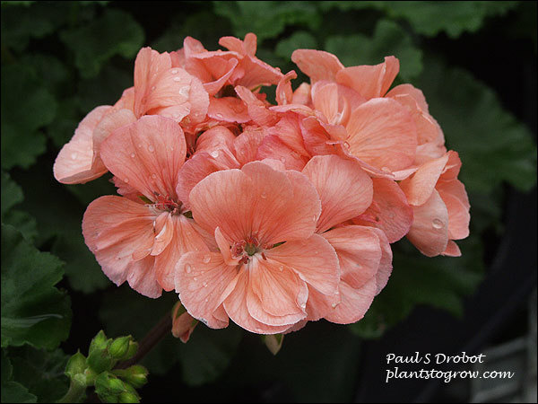 Geranium Eclipse Light Salmon